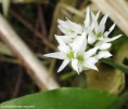 /album/my-local-birding-gallery/wild-garlic-on-the-banks-of-the-calder-ossett-jpg/